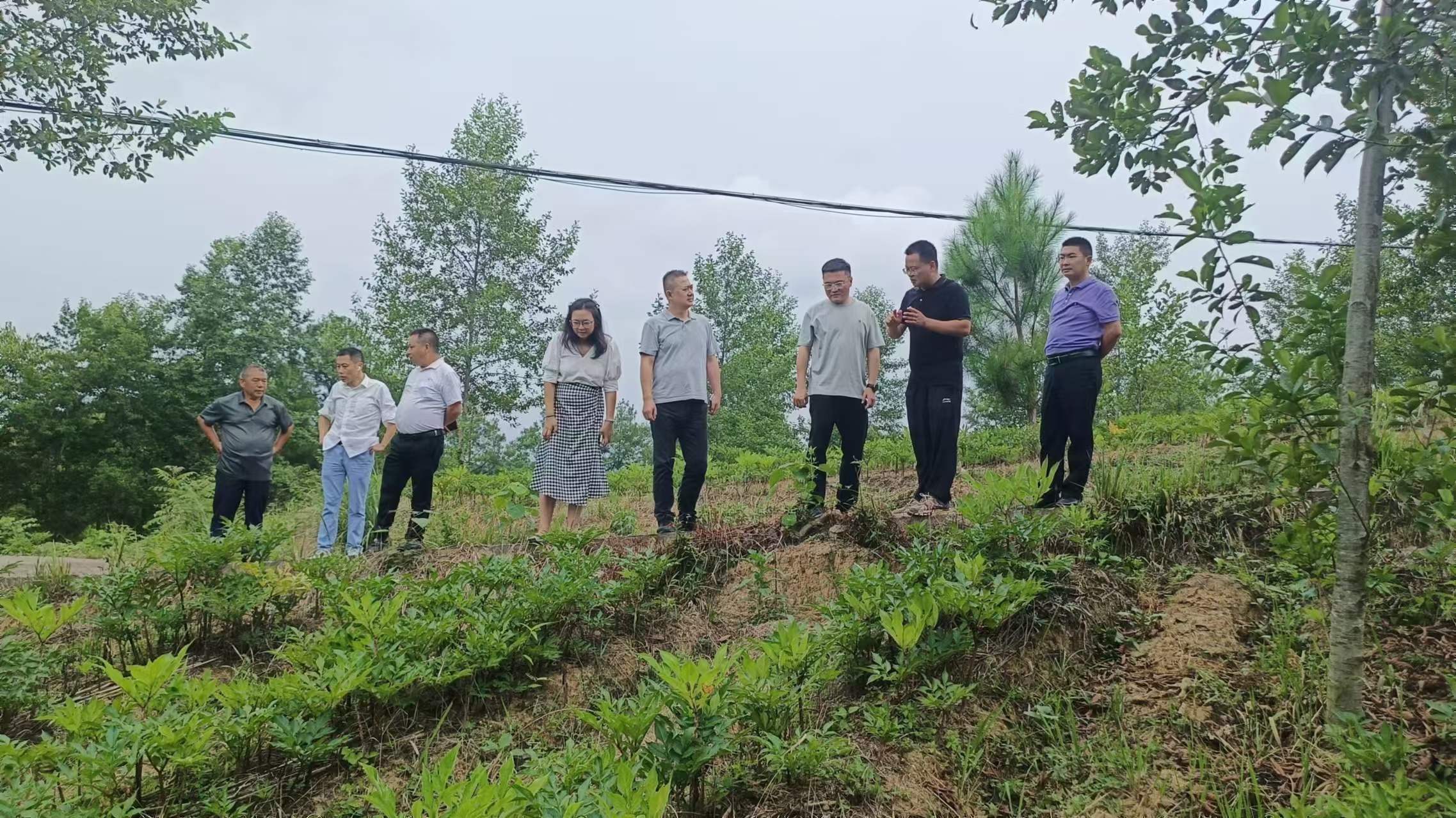 李杰超（右二）向四川金控集团旗下资管公司领导介绍魔芋种植情况.jpg