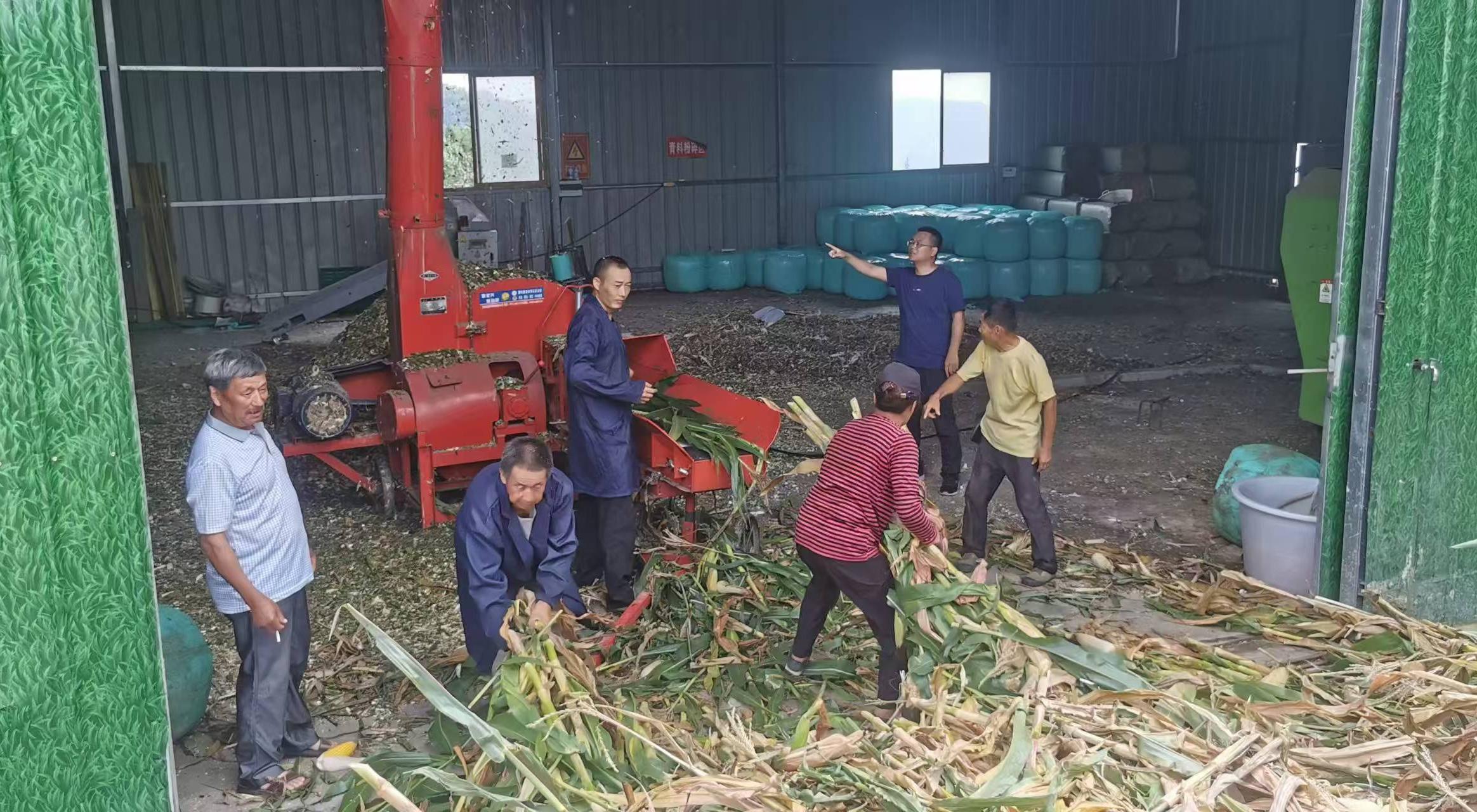 李杰超（右二）组织收购村民玉米、开展饲草加工.jpg