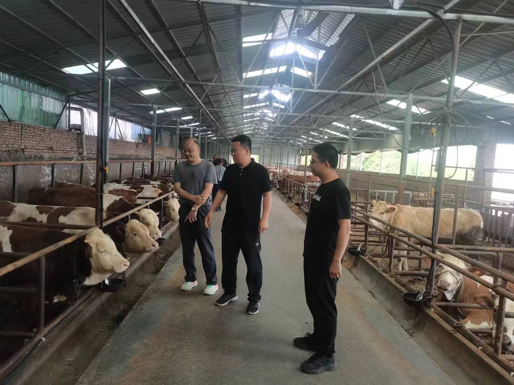 李杰超（中）现场查看肉牛养殖情况.jpg