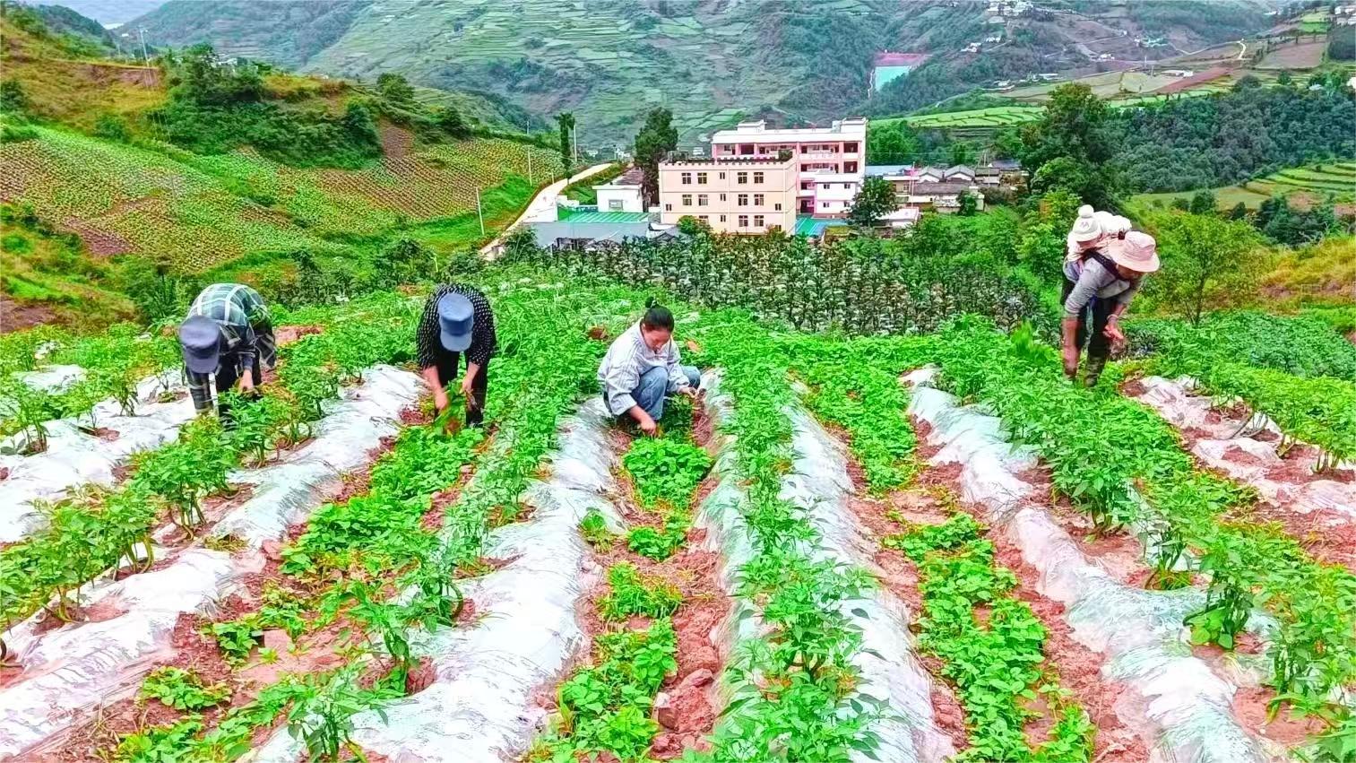 2024年6月28日，蔬菜基地雇佣的脱贫户在田间锄草.jpg