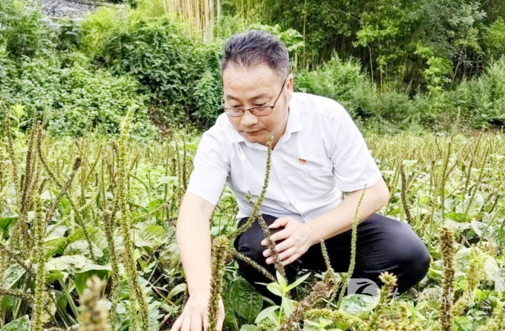 东兴区-1.png