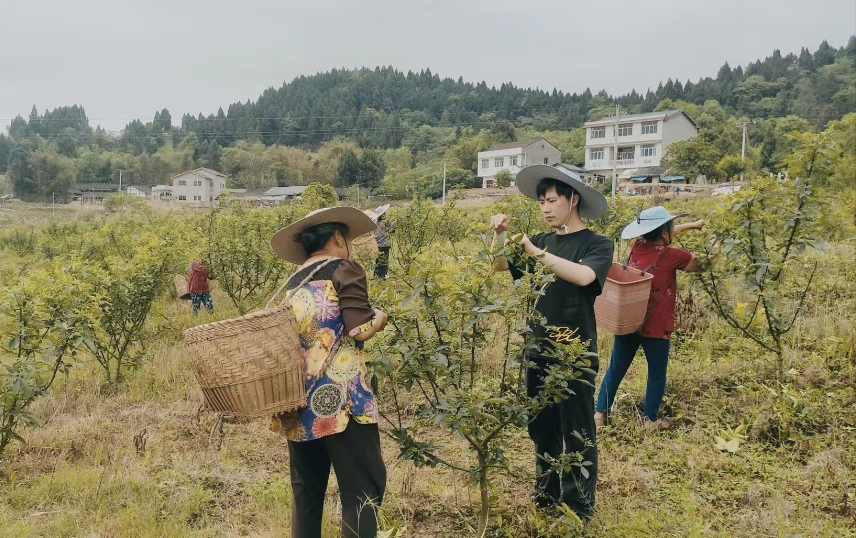 安居区-4.png