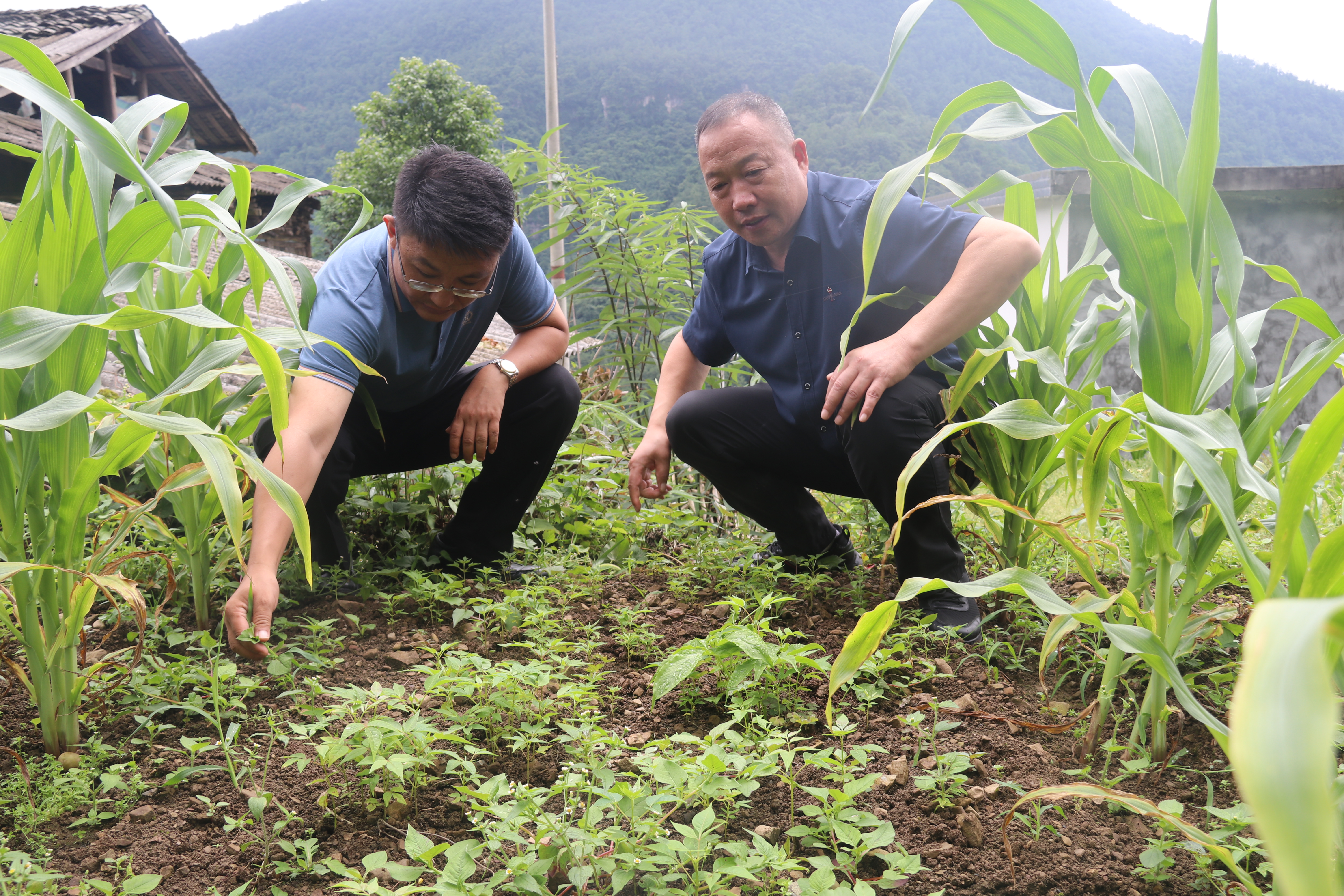 沙湾区副区长、领队罗新源在金口河区金河镇新坪村指导中药材种植.jpg