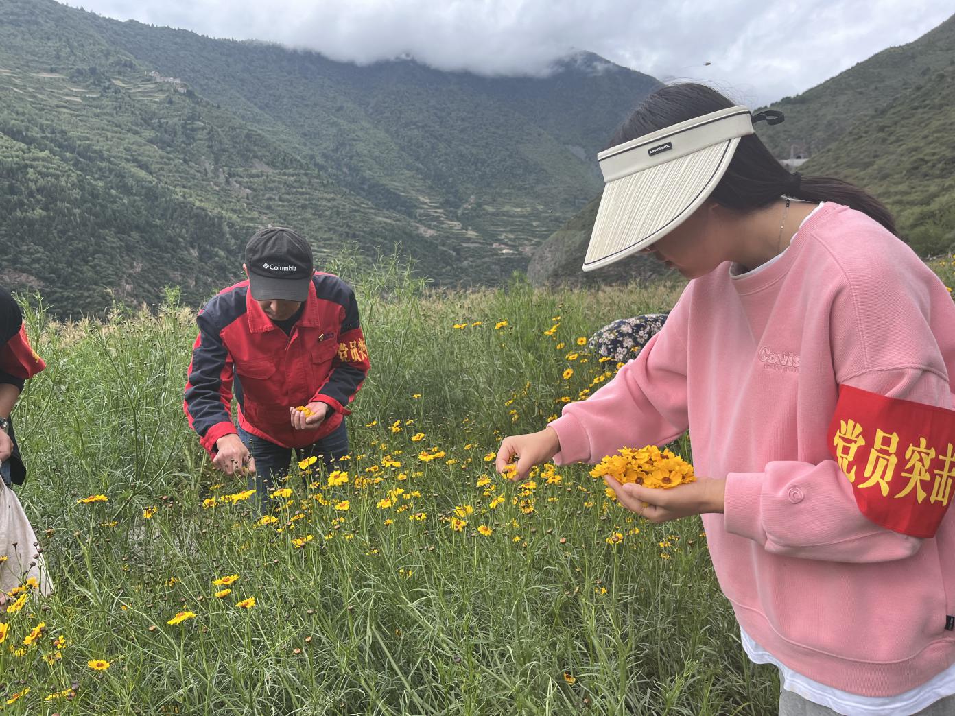 2024年8月25日，在雪菊种植基地采摘雪菊.jpg