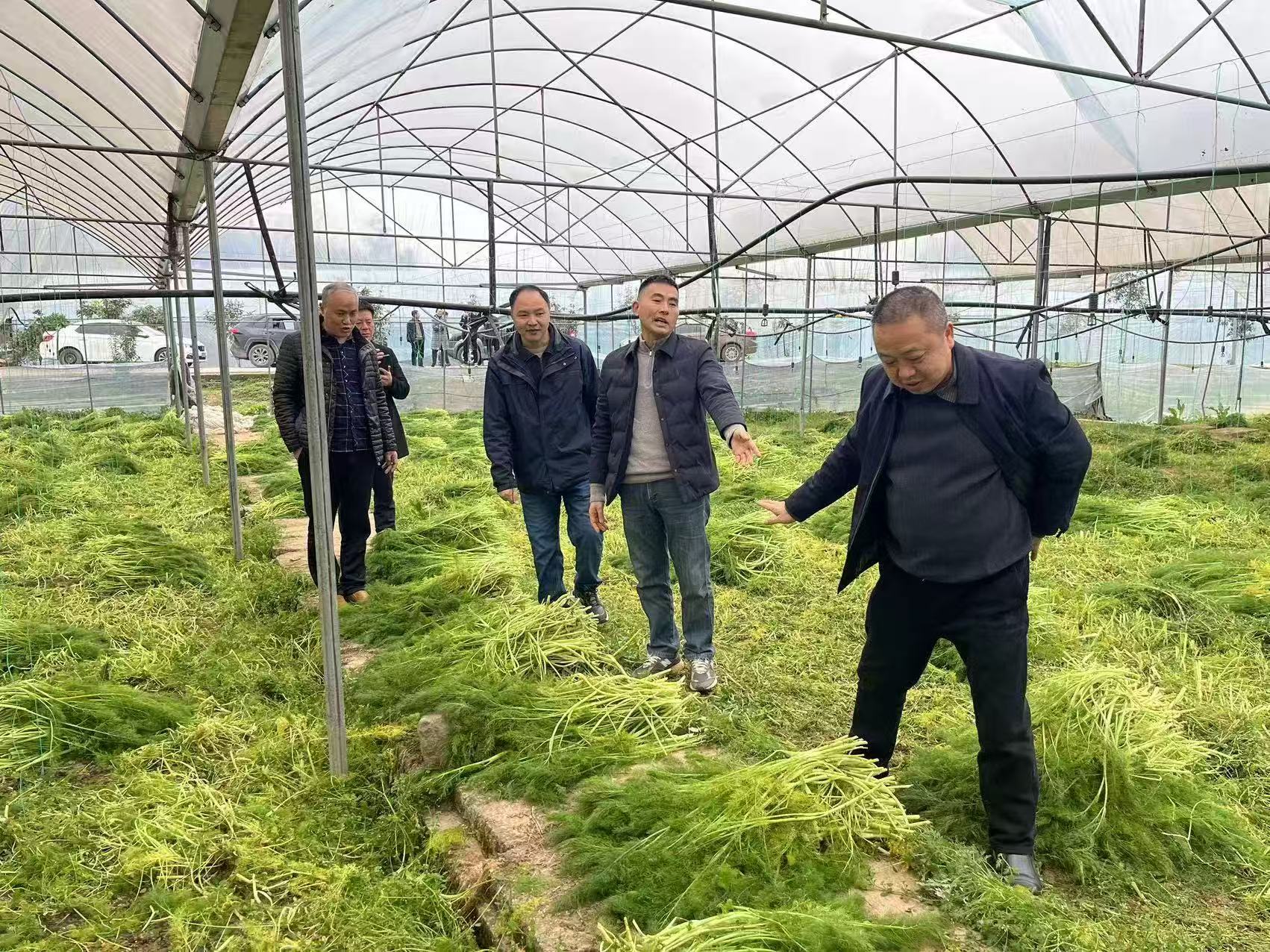 在外地学习种植茴香.jpg