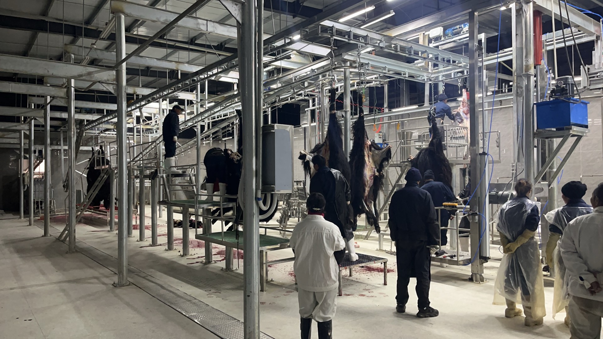 省国投公司帮扶若尔盖县开展牦牛屠宰.jpg