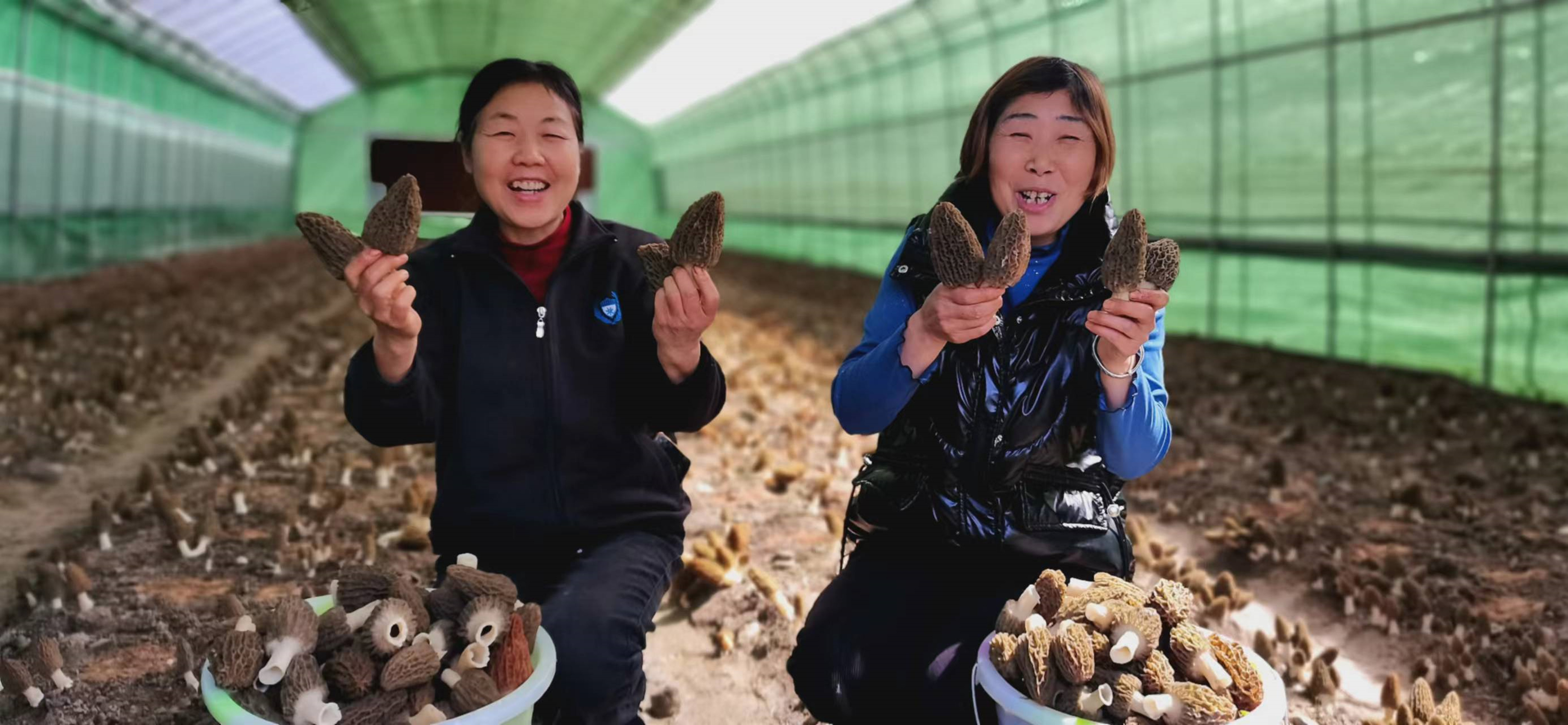 示范带动群众种植羊肚菌，发展食用菌产业1.jpg