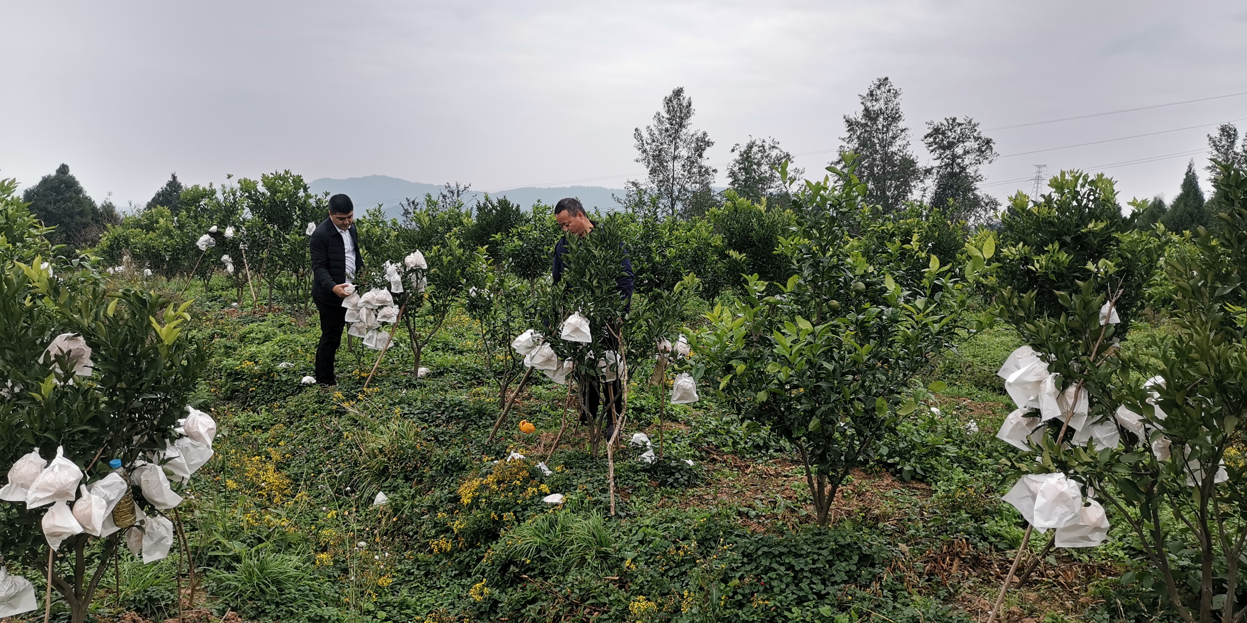 2023年10月，舒林到种植大户张仁发柑橘园开展统销采样工作.jpg