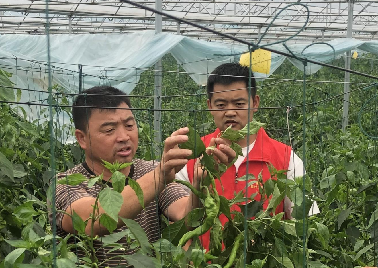 张廷鞍在专家指导下学习树椒种植技术.png