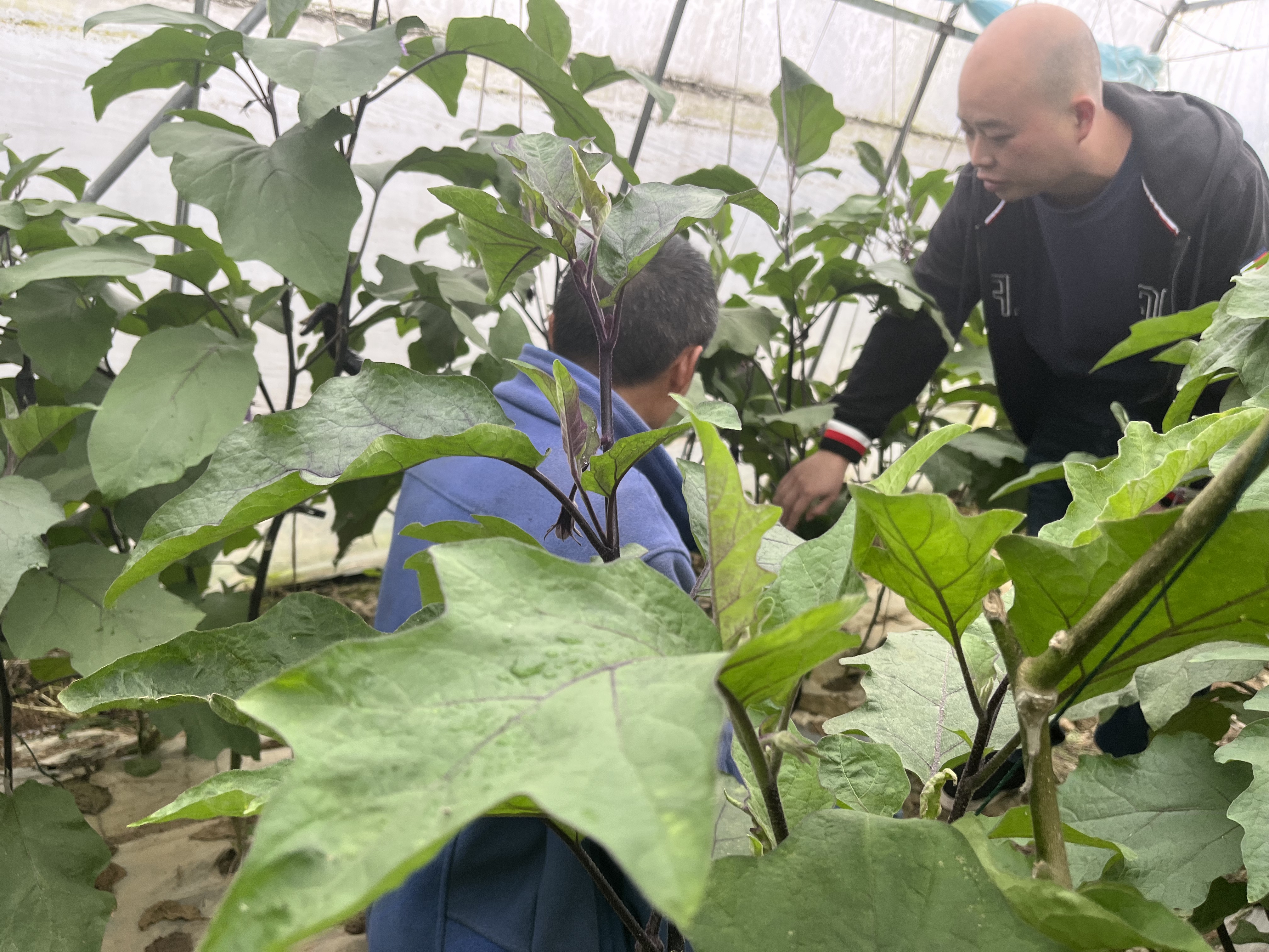 大同村驻村第一书记袁志昆（右一）在生态果蔬种植基地调研产业情况.jpg