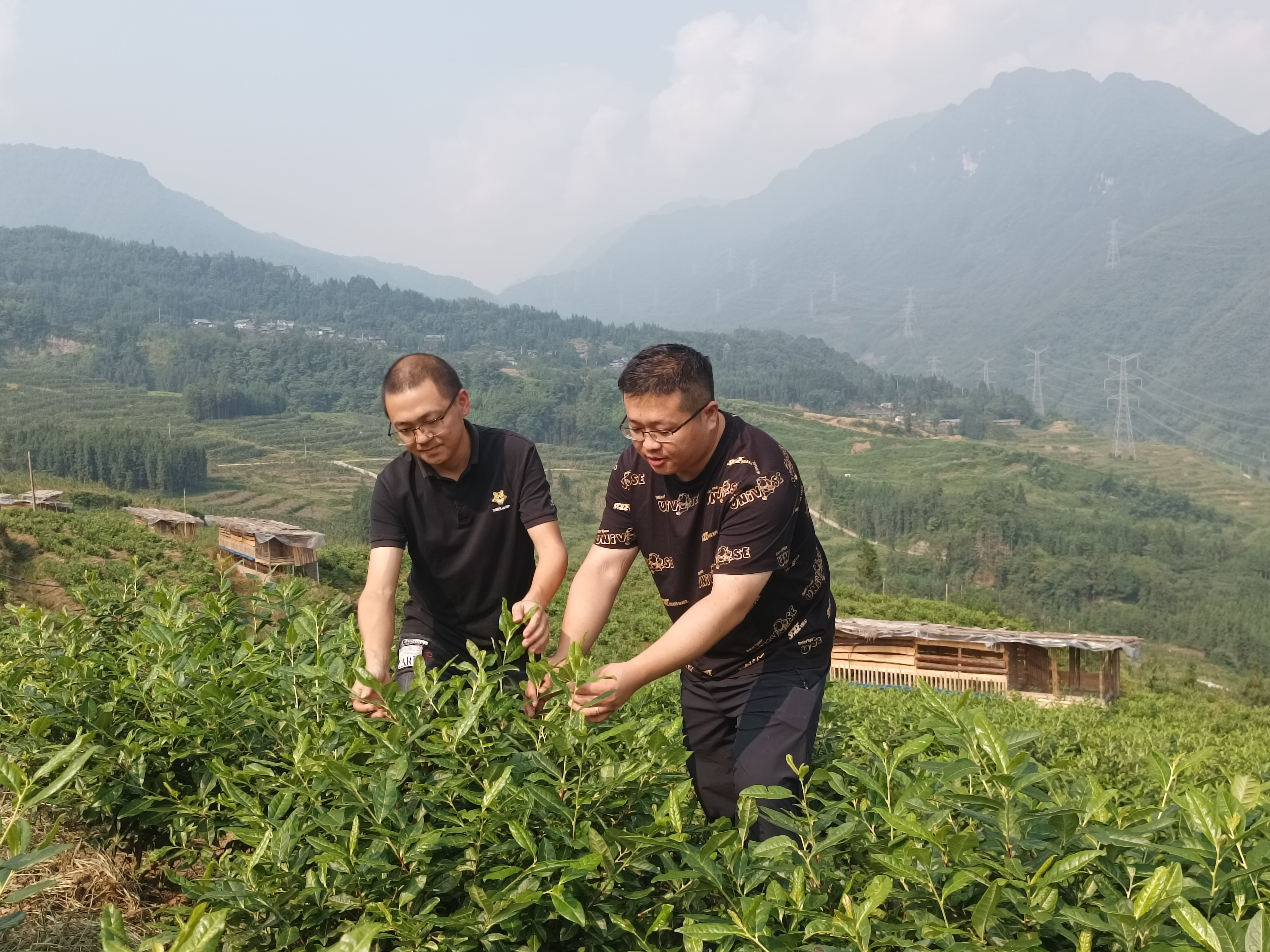 李嘉明（右一）与农技员查看茶业长势，交流茶叶种植技术.jpg