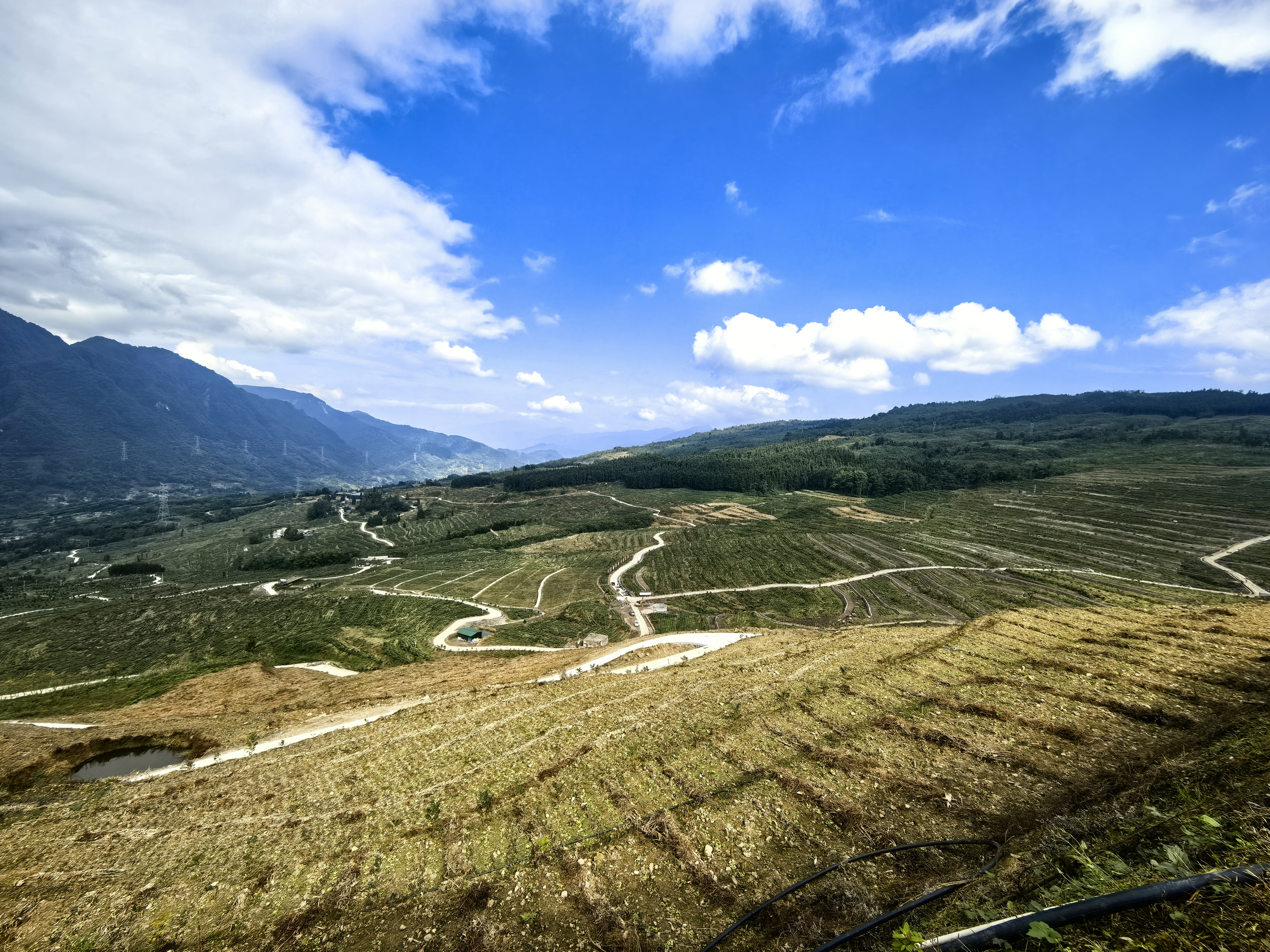 兴业乡柑子村万亩茶山.jpg