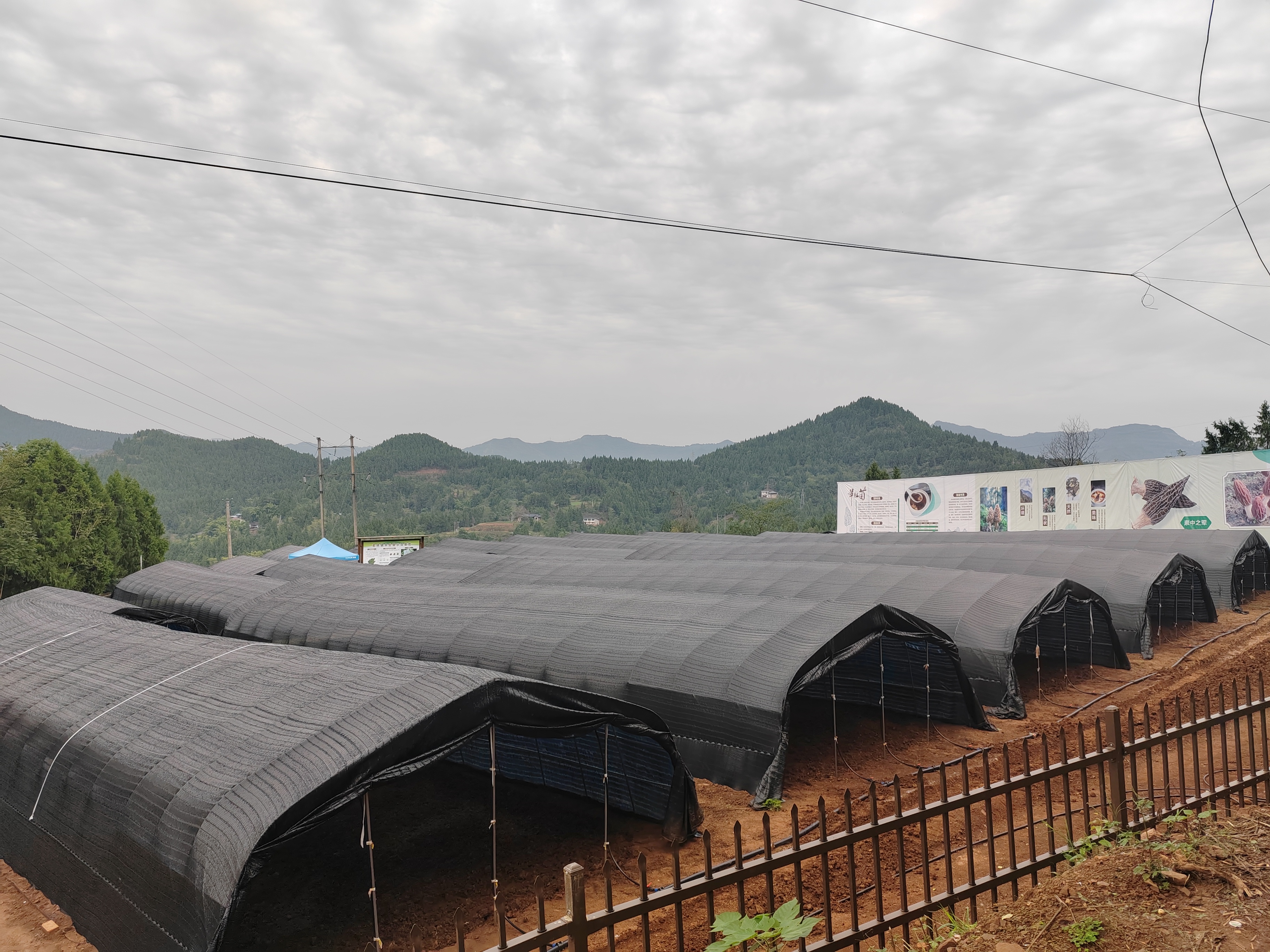 羊肚菌基地建成2.jpg