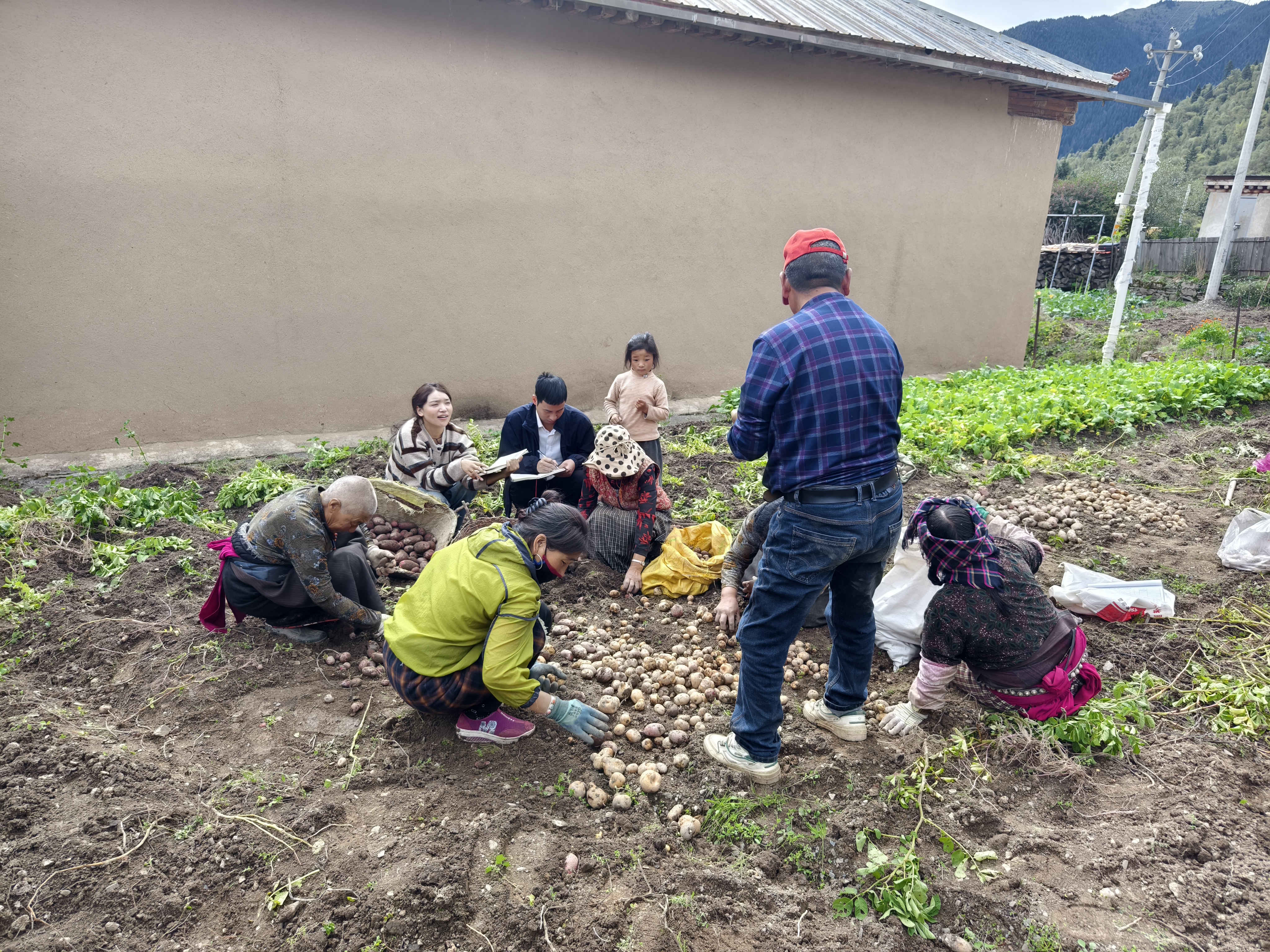深入田间地头帮助群众挖土豆，了解土豆销售情况.jpg